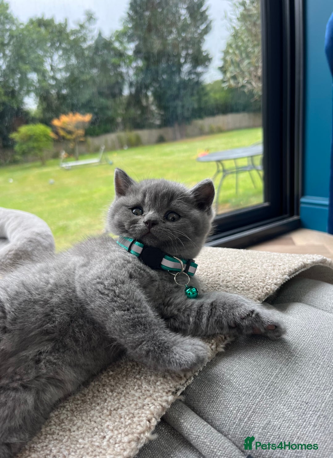 British Shorthair cats for sale: British Shorthair Kittens - Image 15