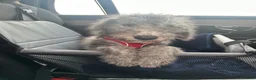 Bedlington Terrier dogs for sale: Bedlington puppy - Advert 4