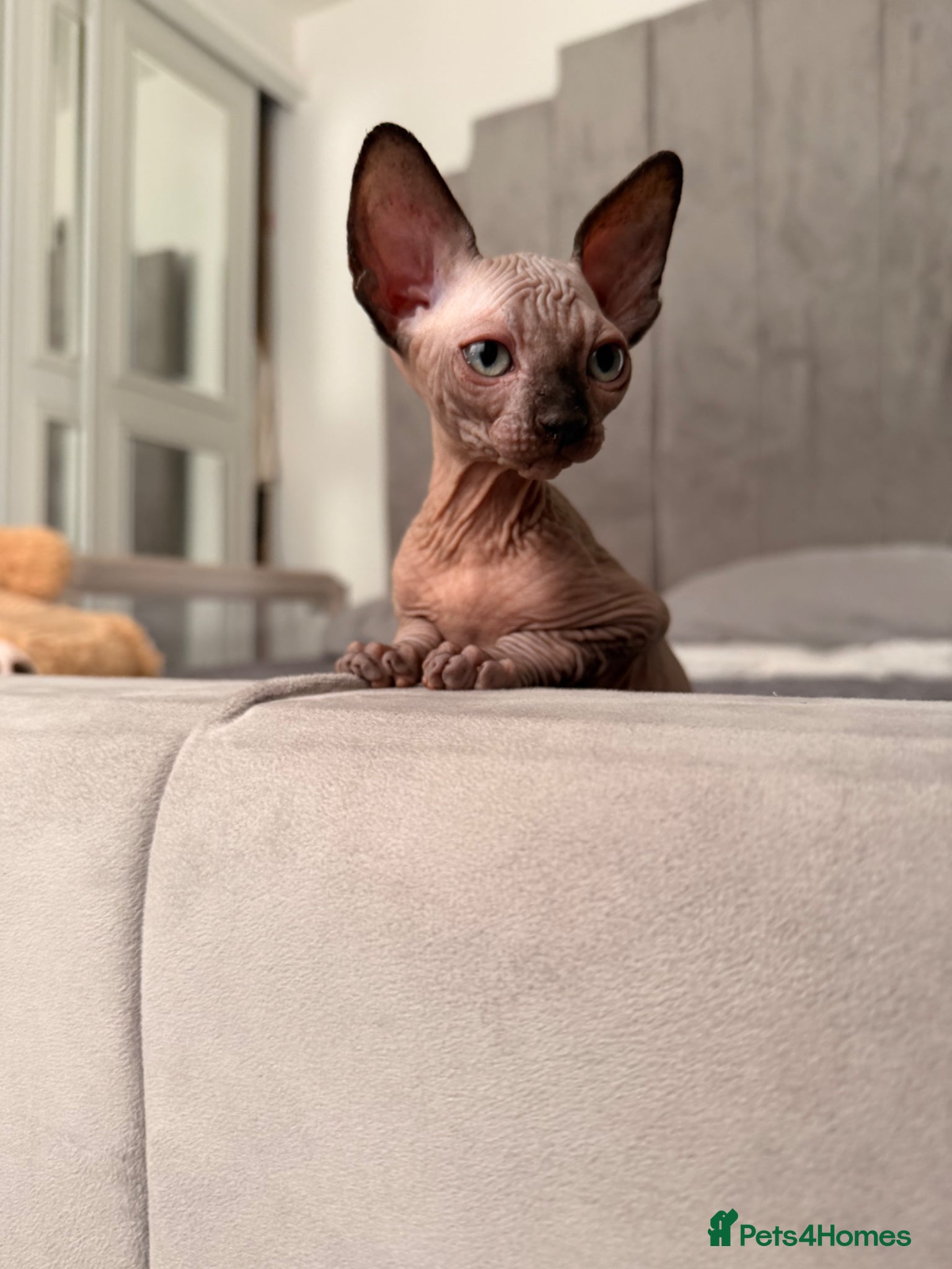 Sphynx cats !🌺🫶 Ready NOW!! - Advert 18