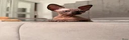 Sphynx cats for sale: !🌺🫶 Ready NOW!! - Advert 1