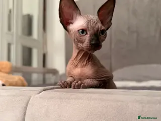 Sphynx cats !🌺🫶 Ready NOW!! - Advert 4