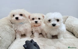 Maltese dogs for sale: Maltese puppies for sale 🐶 - Image 5