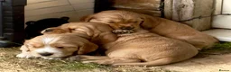 Cocker Spaniel dogs for sale: Cocker spaniel puppies in Ibstock - Advert 15