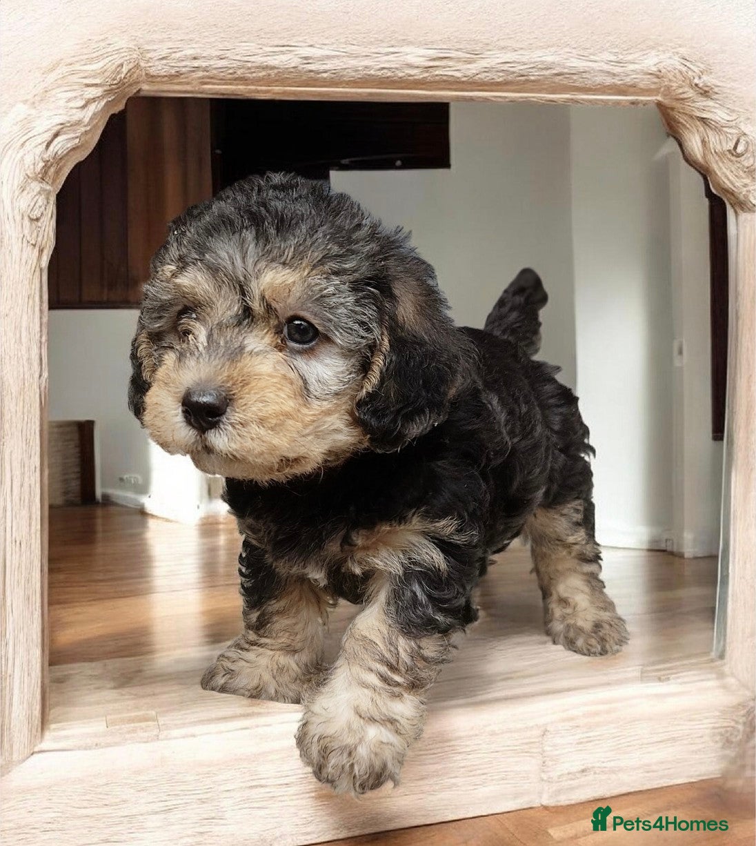 Mixed Breed dogs Adorable poodle x scoodle puppies  - Advert 2