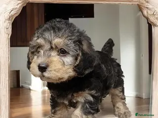 Mixed Breed dogs Adorable poodle x scoodle puppies - Advert 14