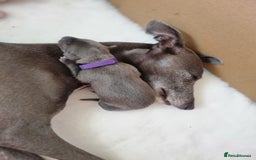 Whippet dogs for sale: Pedigree Blue & White Whippet Puppies - Image 3