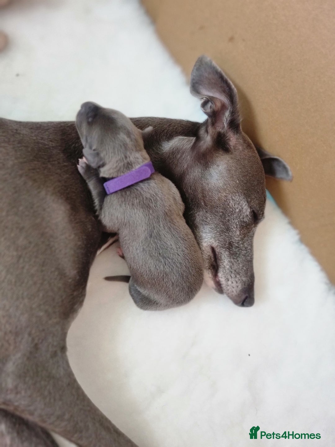 Whippet dogs for sale: Pedigree Blue & White Whippet Puppies - Image 3