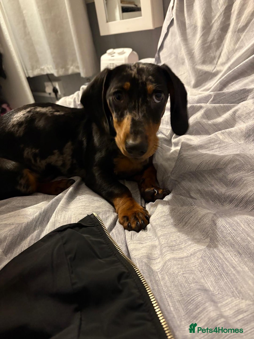 Miniature Dachshund dogs for sale: Miniature dachshund boy 💙 - Advert 2