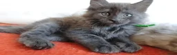 Maine Coon cats for sale: TICA REGISTERED GORGEOUS MAINE COONKITTENS - Advert 9