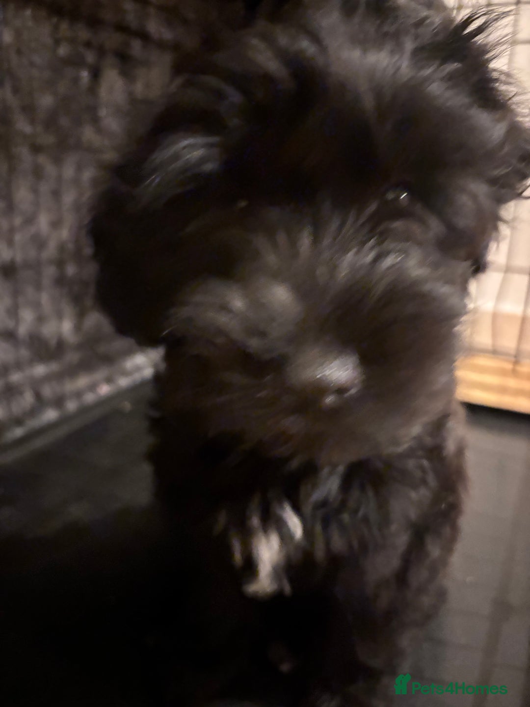 Mixed Breed dogs for sale: Pomeranian x Chihuahua puppies  - Advert 9