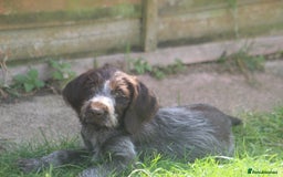 German Wirehaired Pointer dogs for sale: Beautiful Gwps puppies - Image 21