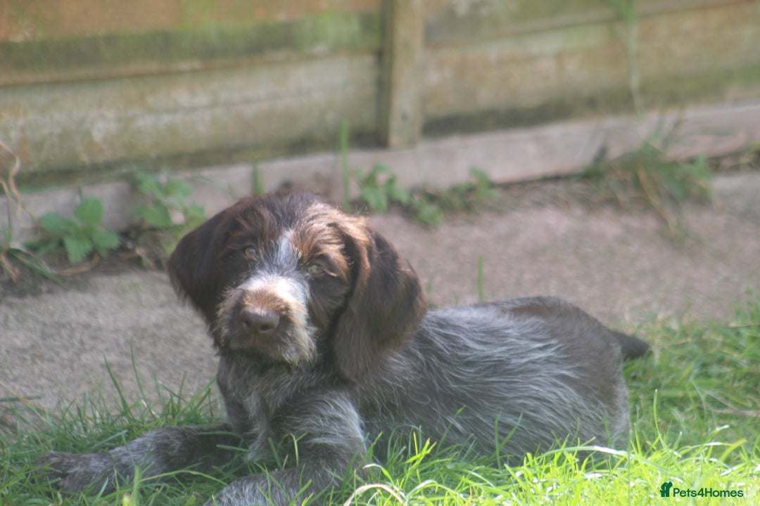 German Wirehaired Pointer dogs for sale: Beautiful Gwps puppies - Image 21