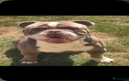 Olde English Bulldogge dogs for sale: Beautiful Litter OLDE ENGLISH BULLDOG  - Image 5