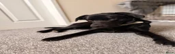 Borador dogs for sale: Borador for rehoming  - Advert 1
