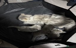 Persian cats for sale: Kitten  - Image 23