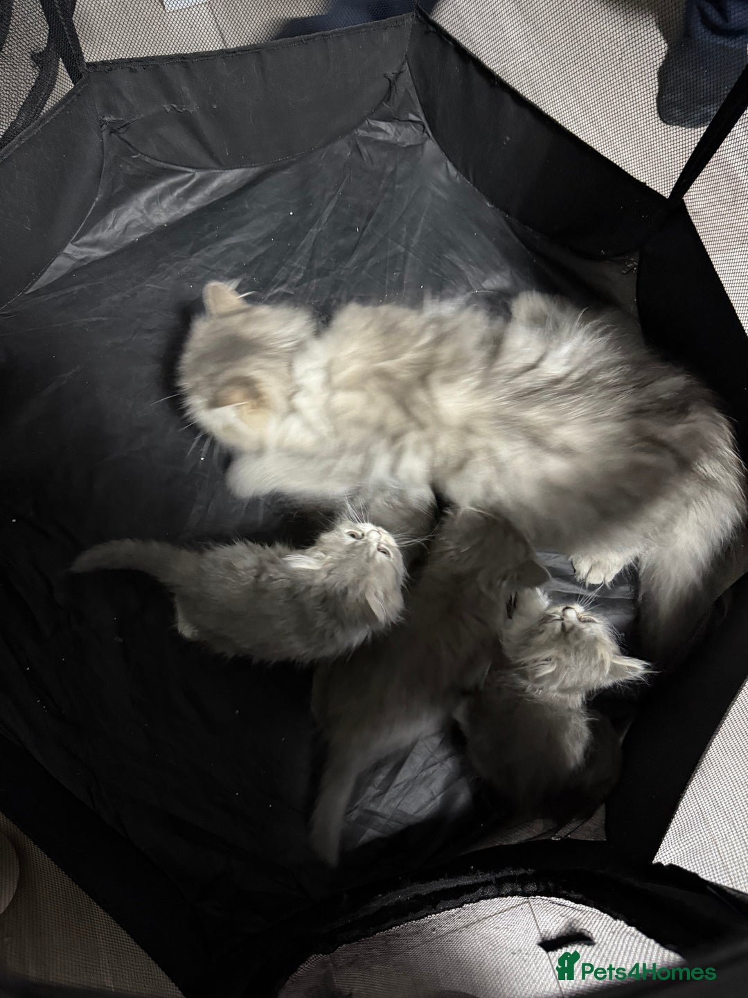 Persian cats for sale: Kitten  - Image 23