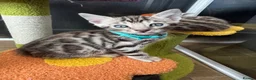 Bengal cats for sale: Stunning silver bengals. TICA reg & health tested - Advert 14