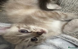 Bengal cats for sale: Snow bengal cross tabby kittens OPEN TO OFFERS - Image 6
