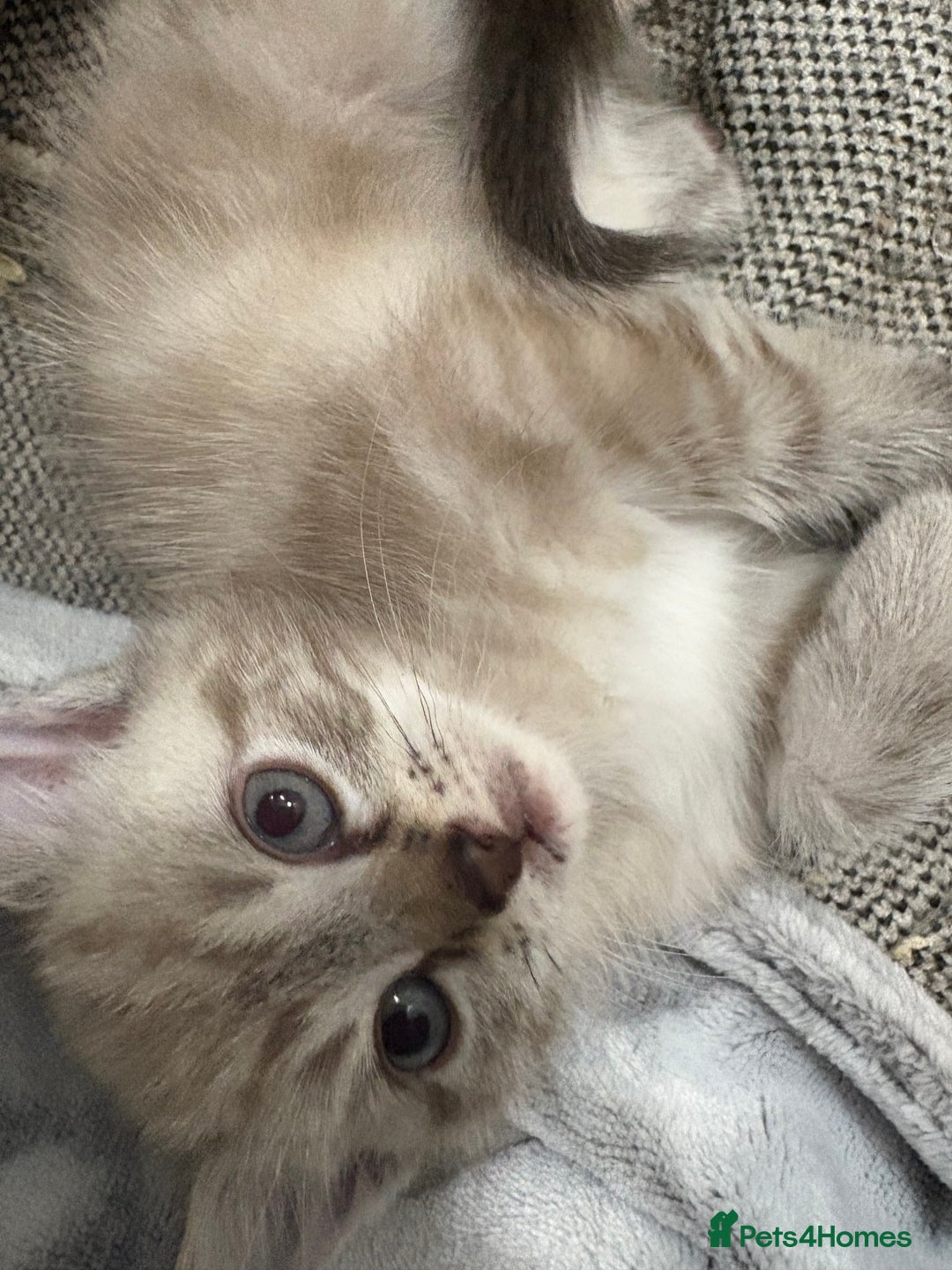 Bengal cats for sale: Snow bengal cross tabby kittens OPEN TO OFFERS - Image 6