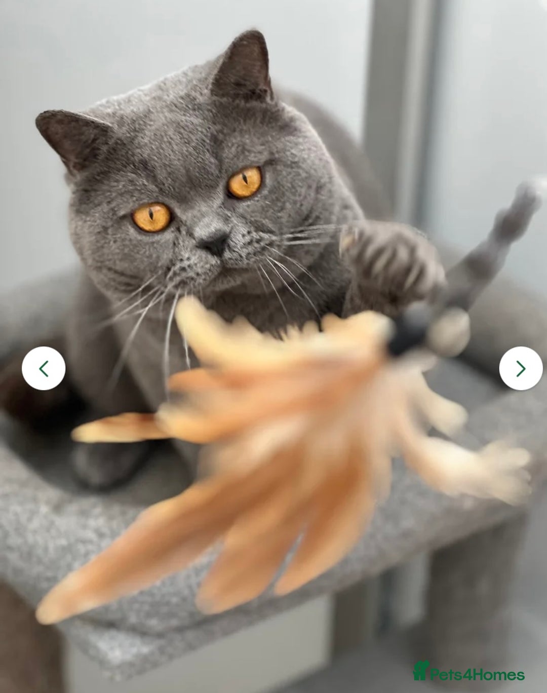British Shorthair cats for sale: British Shorthair Kittens - Image 38