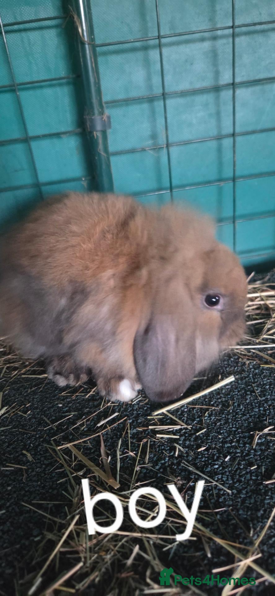 Mini Lop rabbits Mini lop x lionhead bunnies - Advert 19