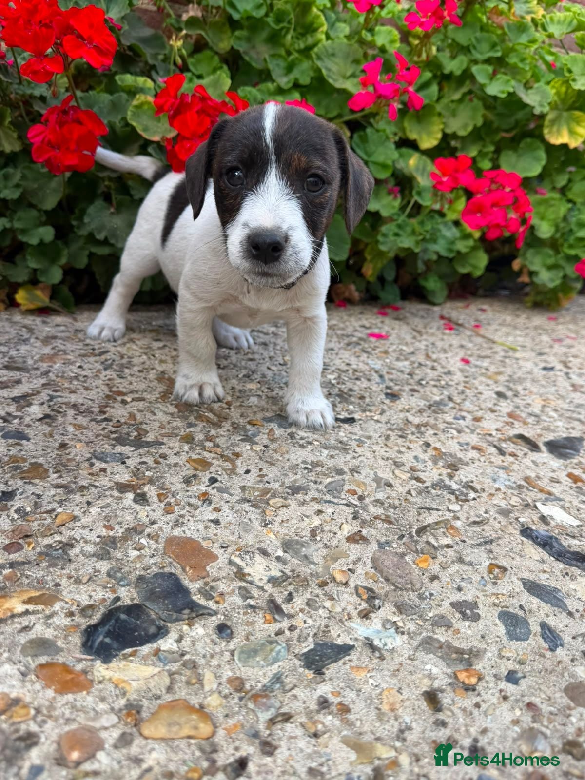 Jack Russell dogs Adorable jack Russell puppies  - Advert 2