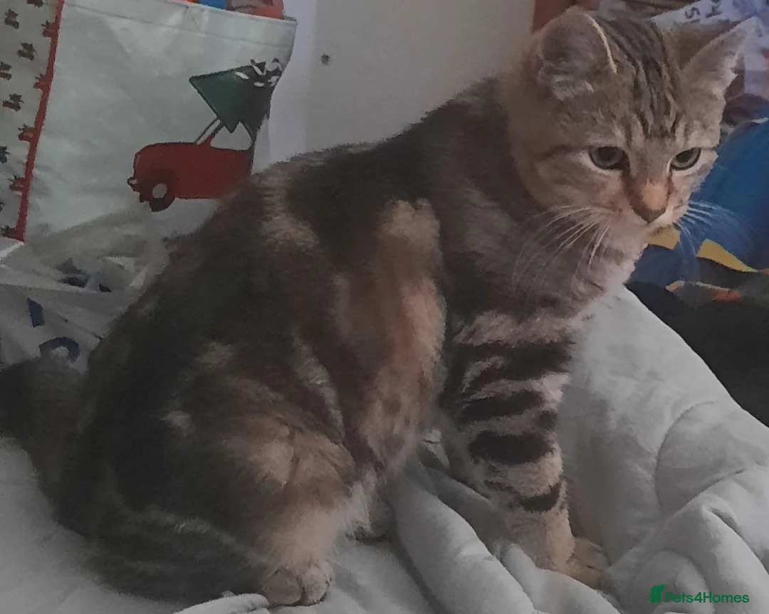 Mixed Breed cats for sale: Sooky Tabby girl looking for her new home - Advert 1