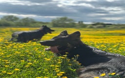 German Shepherd dogs for sale: READY TO GO Long Haired German Shepherd Puppies - Image 18