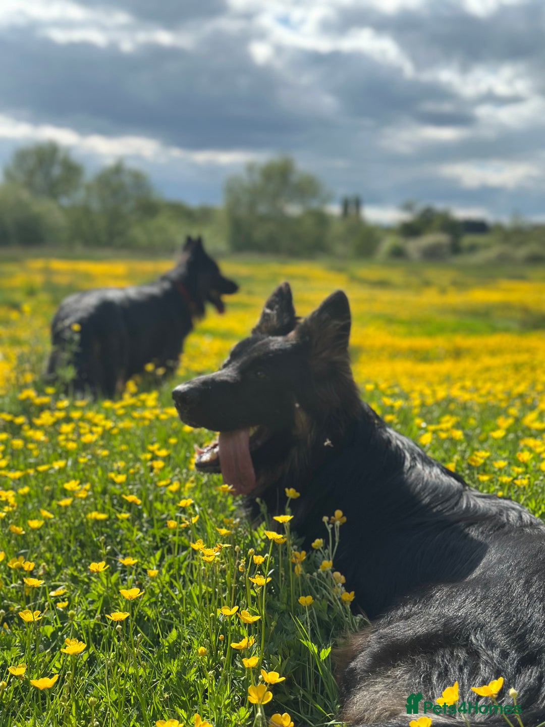 German Shepherd dogs for sale: READY TO GO Long Haired German Shepherd Puppies - Image 18