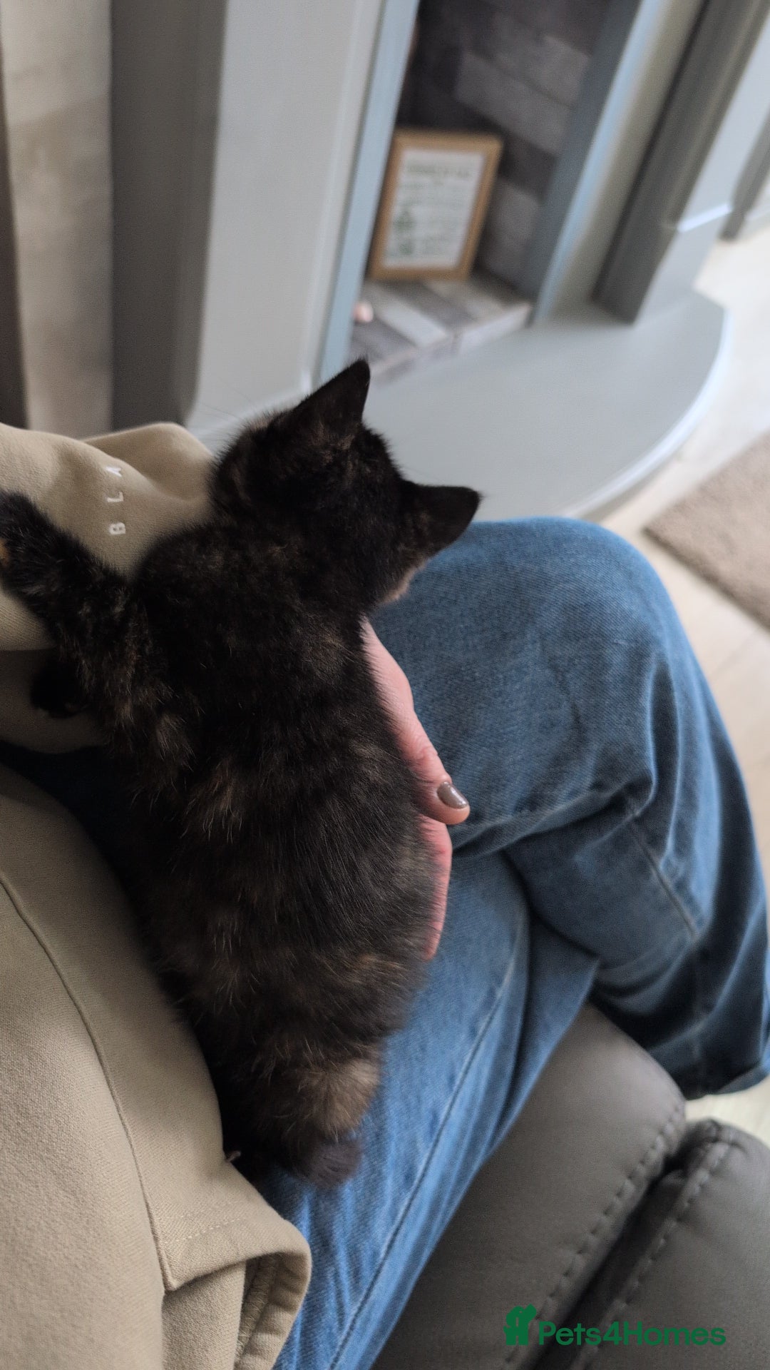 Mixed Breed cats for sale: One female - Advert 9