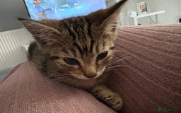 Mixed Breed cats for sale: Male kitten  - Image 5