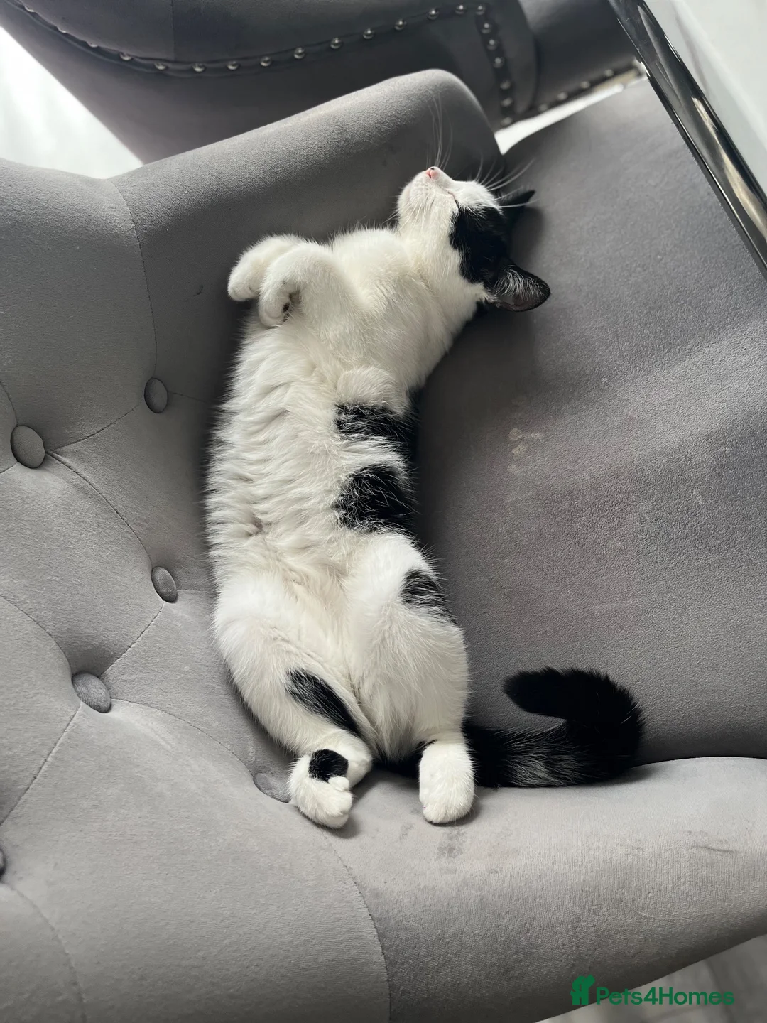 Mixed Breed cats for sale: 3 beautiful black and white kittens  in Worksop - Advert 1