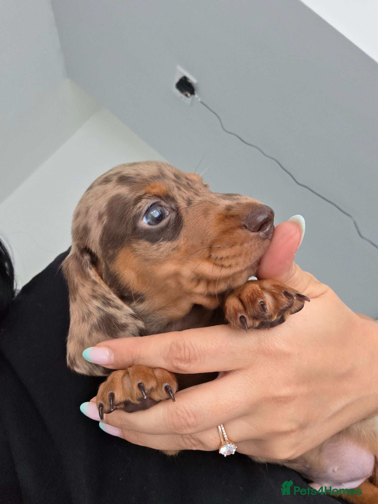 Miniature Dachshund dogs Kc Miniature Dachshund - Advert 16