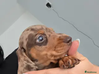Miniature Dachshund dogs Kc Miniature Dachshund - Advert 16