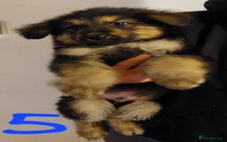 German Shepherd dogs for sale: Stunning litter of german shepherd puppies - Image 5