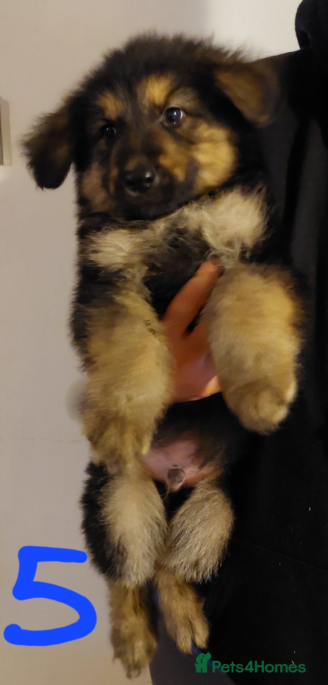 German Shepherd dogs for sale: Stunning litter of german shepherd puppies - Image 5