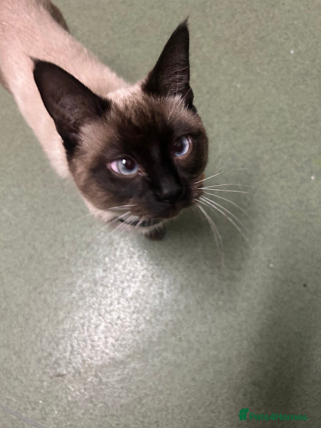 Mixed Breed cats for sale: Musa  - Advert 5