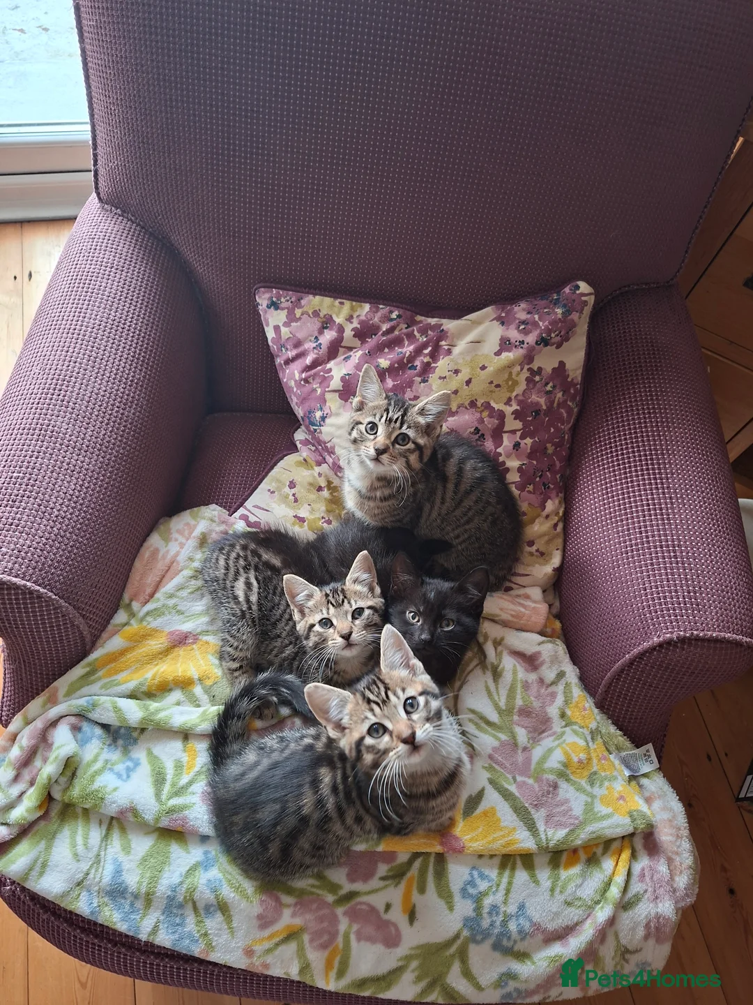 Mixed Breed cats for sale: 4, beautiful and friendly kittens for sale  - Advert 2