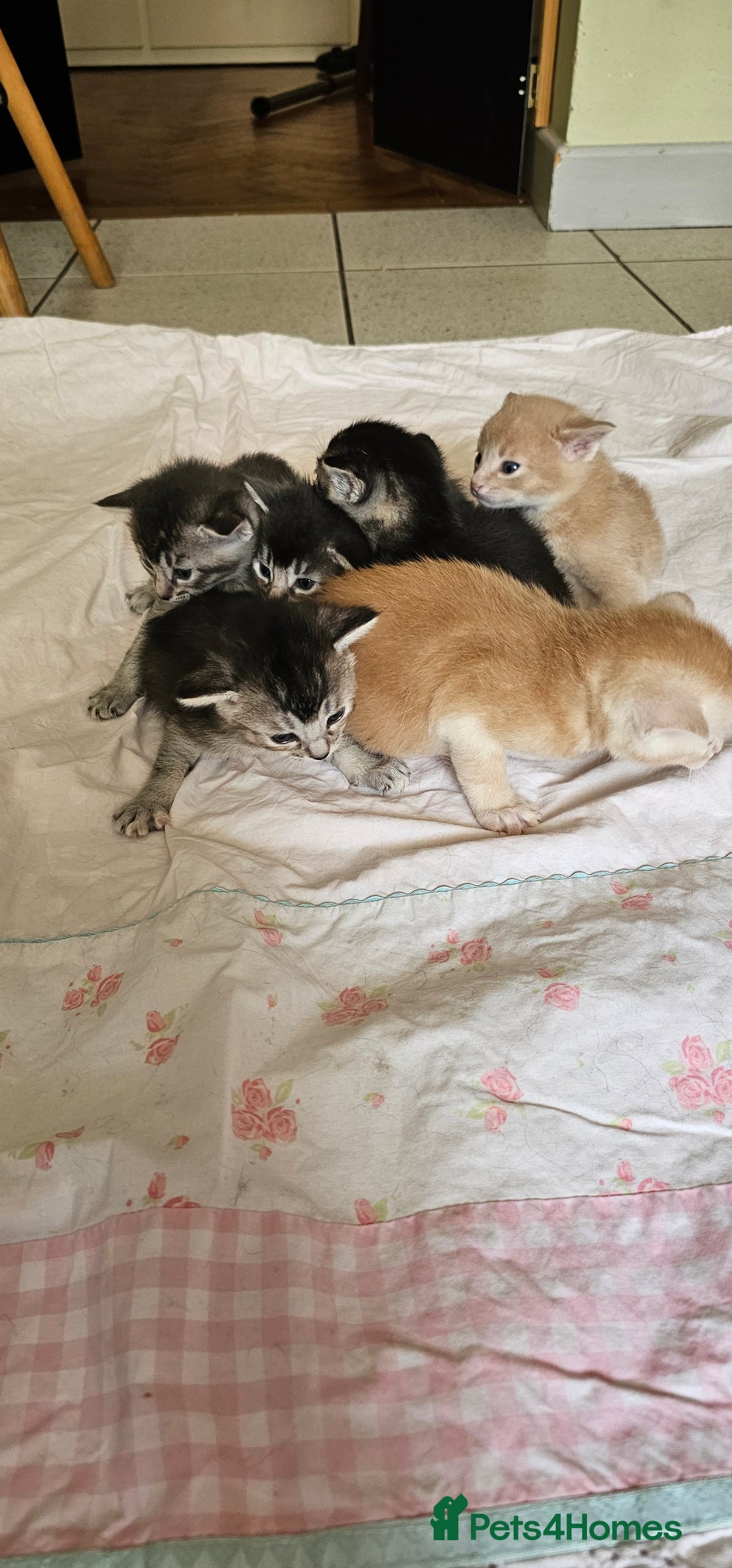 Mixed Breed cats for sale: Abyssinian x Bengal  - Image 6