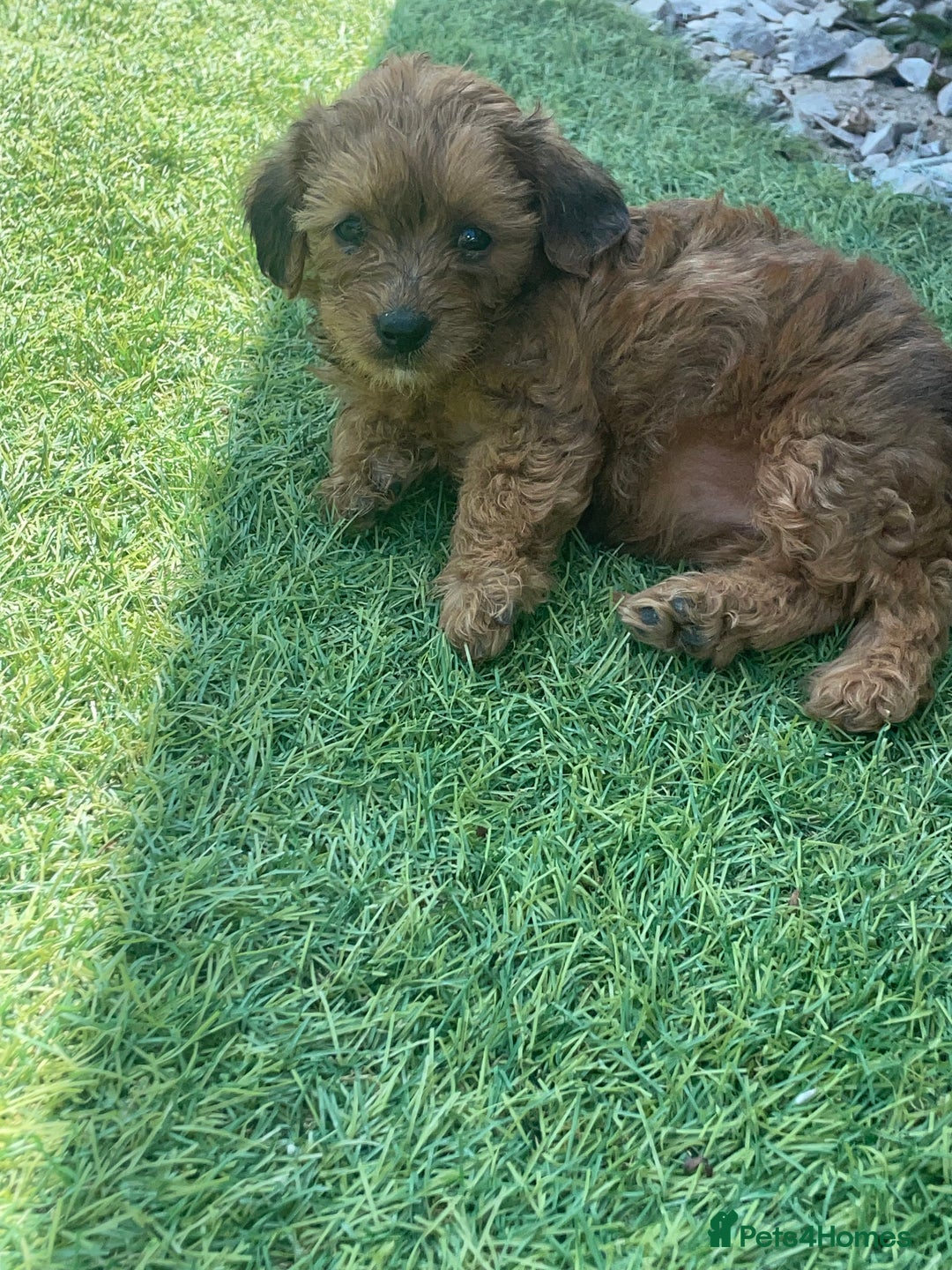 Doxiepoo dogs for sale: Doxiepoos - Image 15