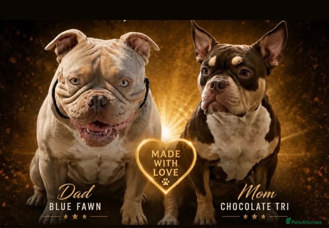 American Bully dogs American micro bully’s  - Advert 9