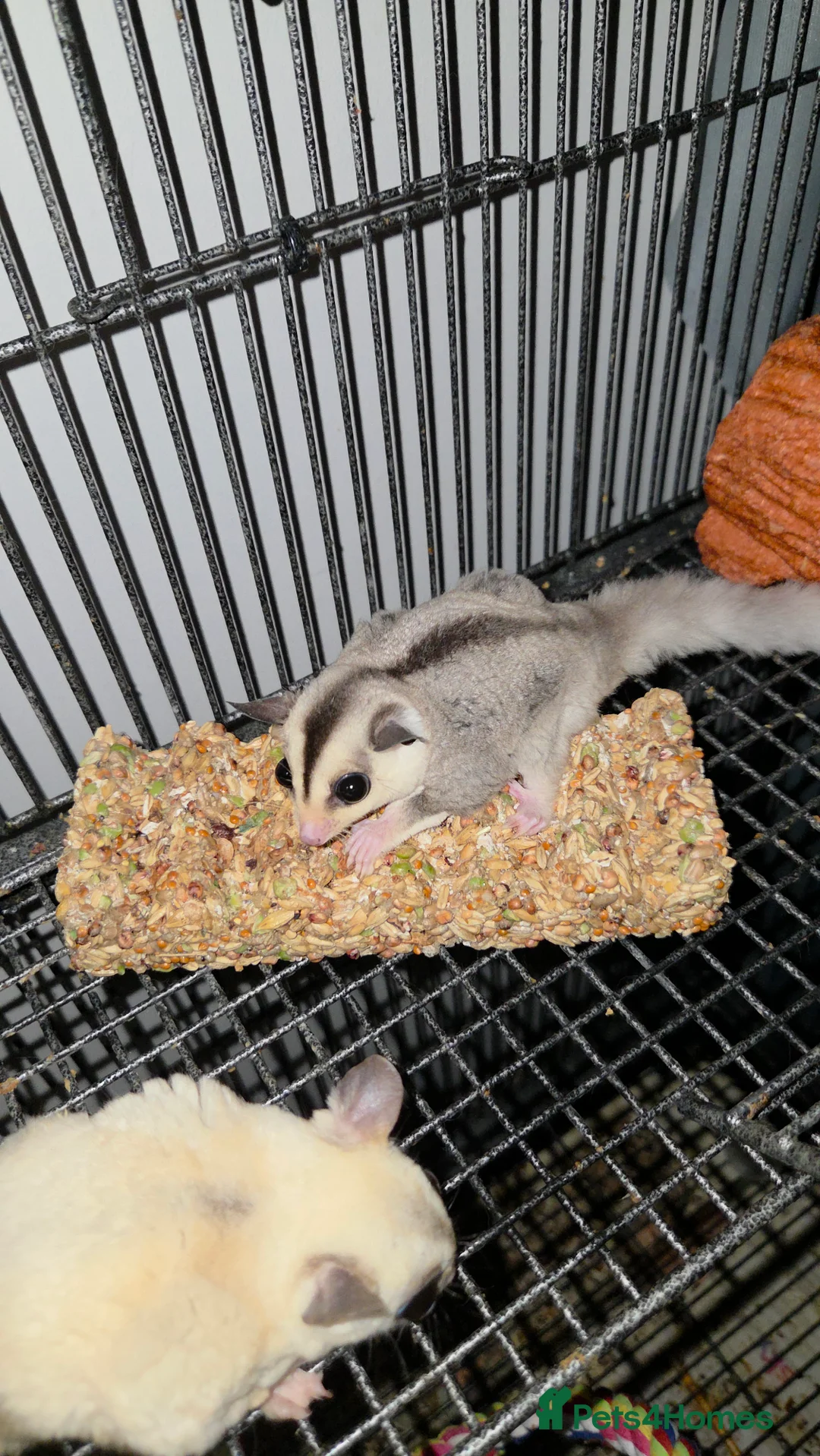 Sugar Glider rodents for sale: Sugar Gliders - Advert 8