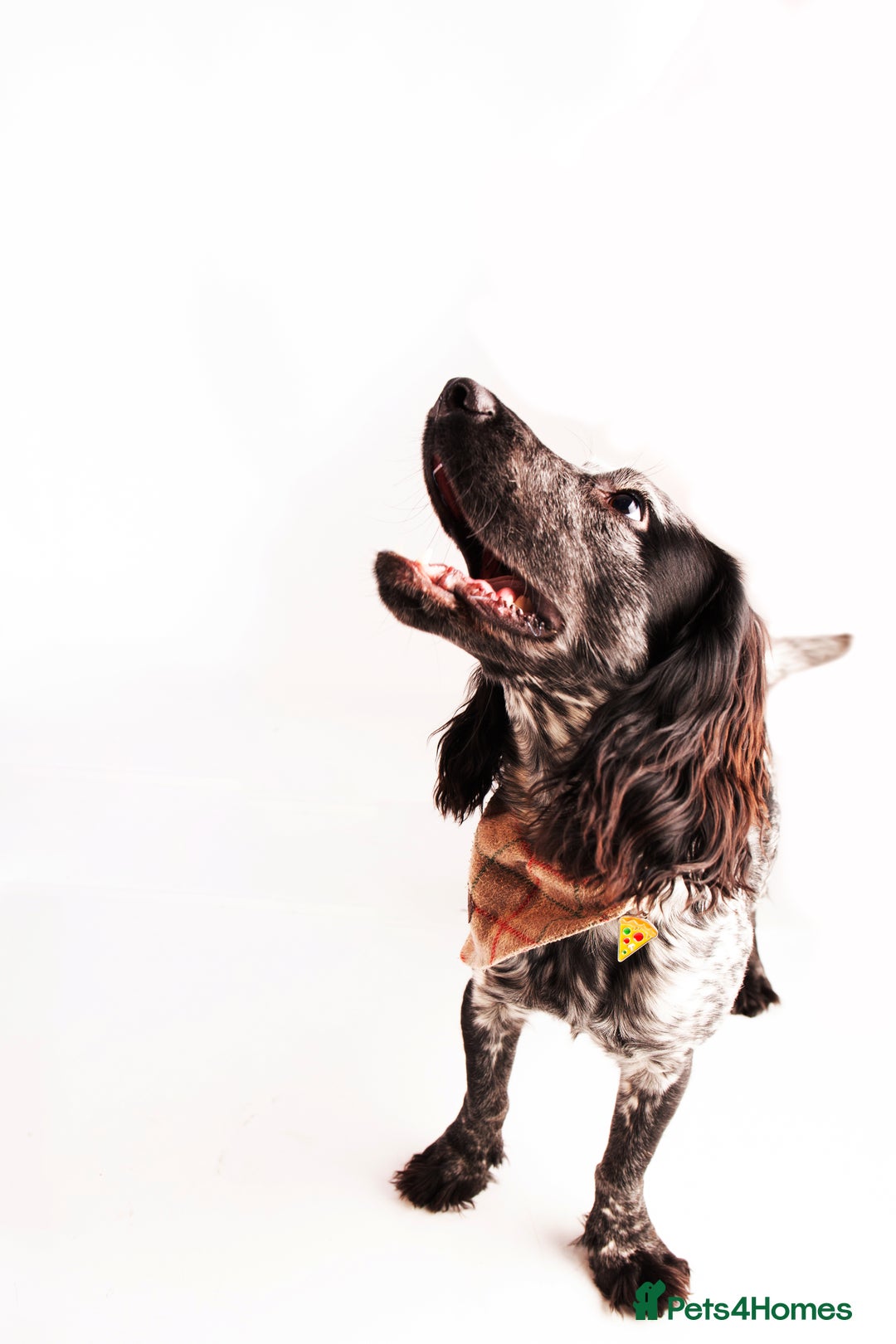 Cocker Spaniel dogs for stud: Big Stan. - Advert 6