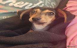 Chiweenie dogs for sale: 7 months old, chiweenie puppy - Image 7