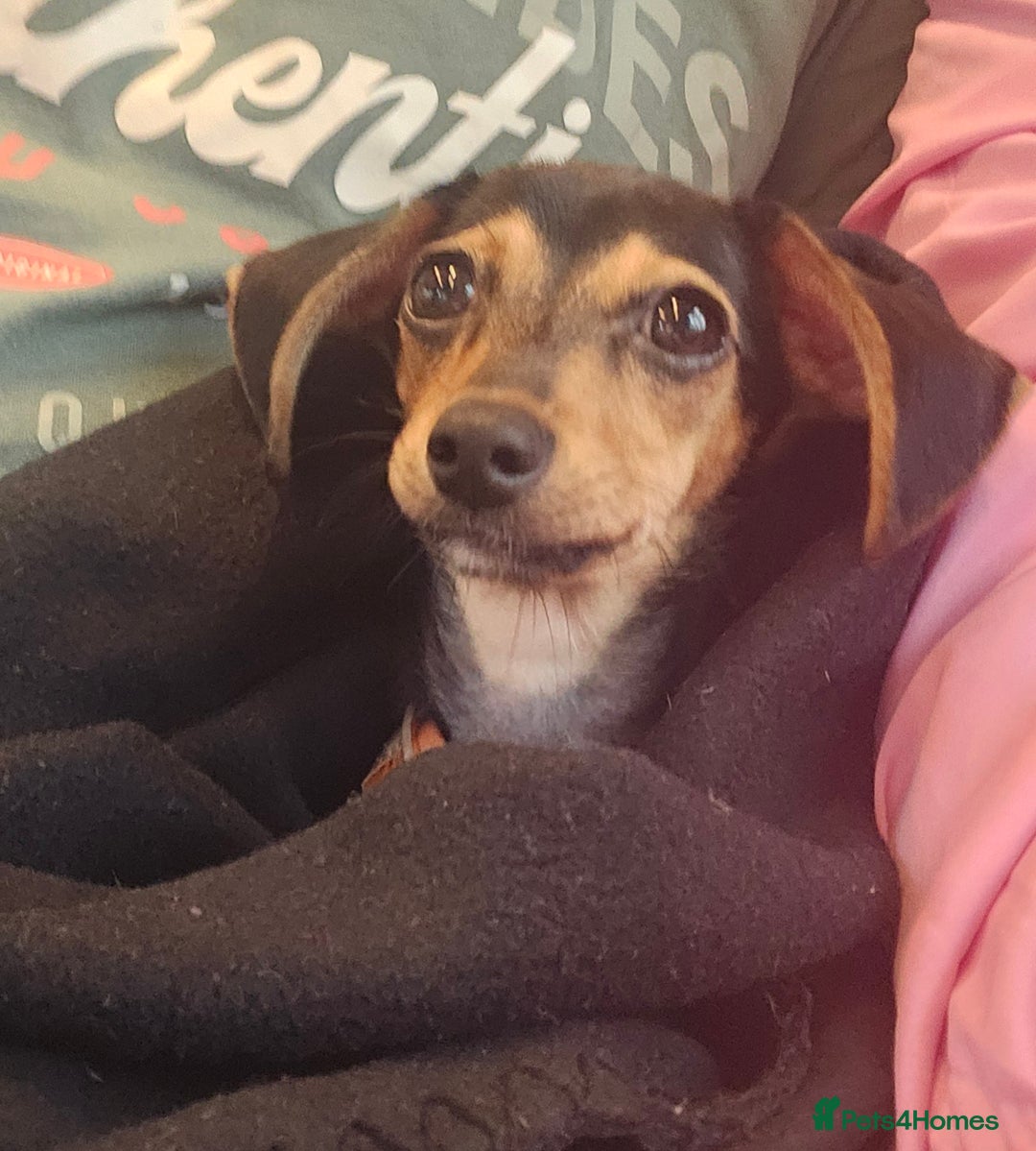 Chiweenie dogs for sale: 7 months old, chiweenie puppy - Image 7