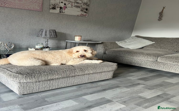 Cockapoo dogs - Advert 2