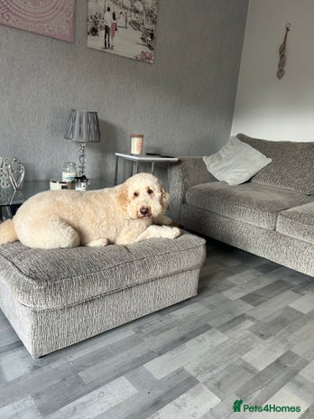 Cockapoo dogs - Advert 3