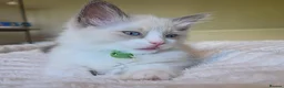 Ragdoll cats for sale: Gorgeous Blue-Eyed Ragdoll Kitten 😸  - Advert 5