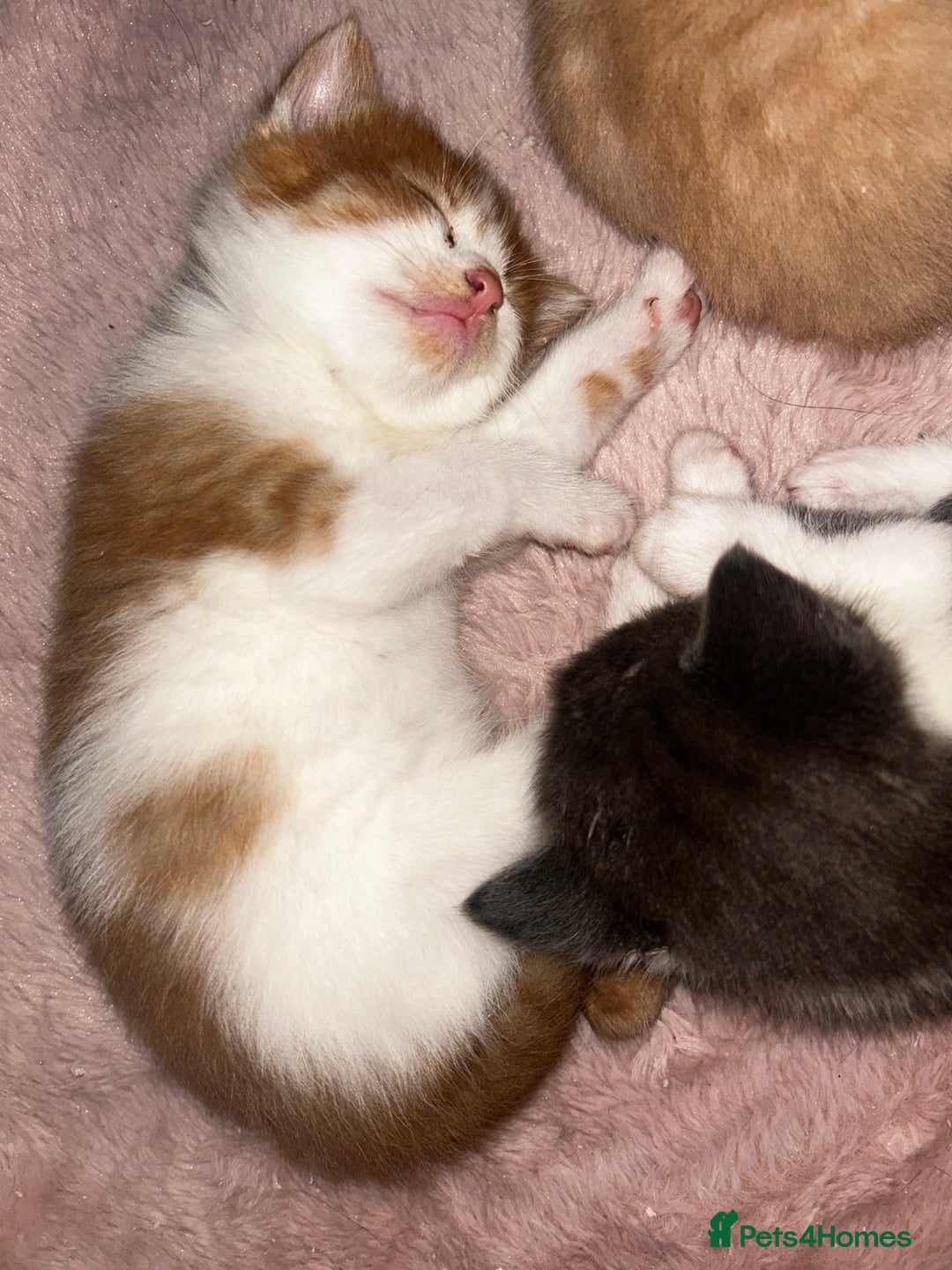 British Shorthair cats for sale: Four Adorable Kittens 🤍 - Advert 25