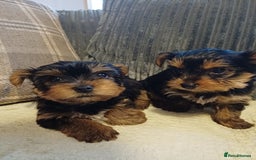 Yorkshire Terrier dogs for sale: Gorgeous puppies❤️❤️🩵🩵 - Advert 15
